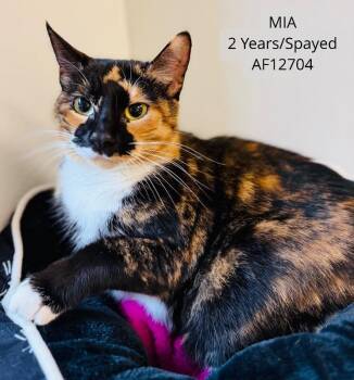 Domestic Short Hair Cats Available for Adoption - Mia | PetCurious
