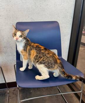 Carmella -  Domestic Medium Hair Cat for Adoption in Clarksville, Tennessee - Carmella | PetCurious