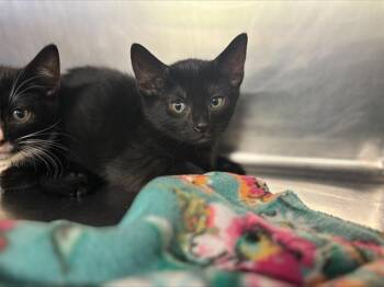 Domestic Short Hair Cats Available for Adoption in Grand Prairie, Texas - TUX | PetCurious