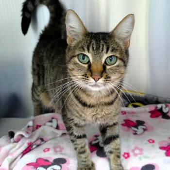 Purrsephone -  Domestic Short Hair Cat for Adoption in Michigan City, Indiana - Purrsephone | PetCurious