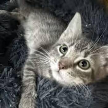 Zeke -  Domestic Short Hair Cat for Adoption in Blaine, Minnesota - Zeke | PetCurious