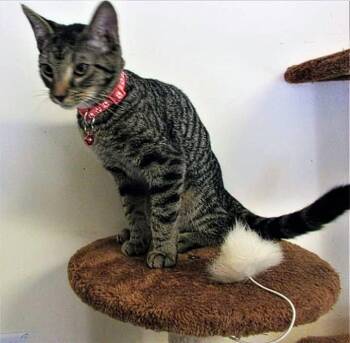 6363 Naomi -  Domestic Short Hair and Tabby Cat for Adoption in Hartwell, Georgia - 6363 Naomi | PetCurious