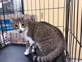 Rescue Domestic Short Hair Cats for Adoption in Nashville, Tennessee - Sparrow | PetCurious