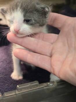 Stormy -  Domestic Short Hair Cat for Adoption in Gainesville, Florida - Stormy | PetCurious