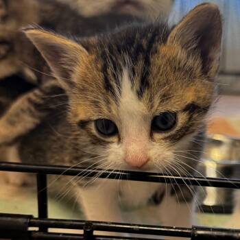 Rescue Domestic Short Hair Cats for Adoption in Clarksdale, Mississippi - Whiskers | PetCurious