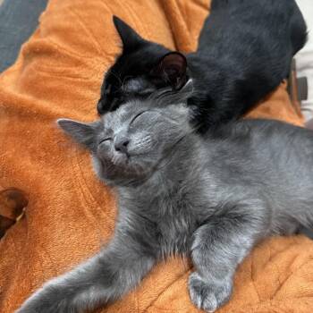 Scarlett & Logan -  Domestic Short Hair Cat for Adoption in Denison, Texas - Scarlett & Logan | PetCurious