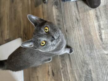 Ariel -  Domestic Short Hair Cat for Adoption in Hudsonville, Michigan - Ariel | PetCurious