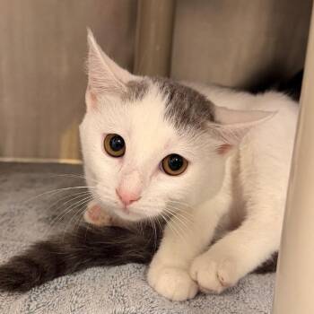 Lunar -  Domestic Short Hair Cat for Adoption in Indianapolis, Indiana - Lunar | PetCurious