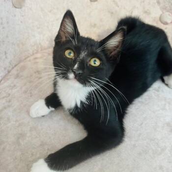 Dulcinea -  Domestic Short Hair Cat for Adoption in Long Beach, California - Dulcinea | PetCurious