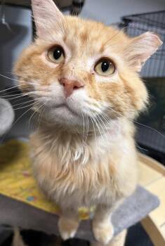 Domestic Short Hair Cats Available for Adoption in St. Peters, Missouri - Humphrey | PetCurious