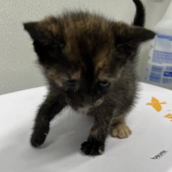 Inky -  Domestic Short Hair Cat for Adoption in Tampa, Florida - Inky | PetCurious