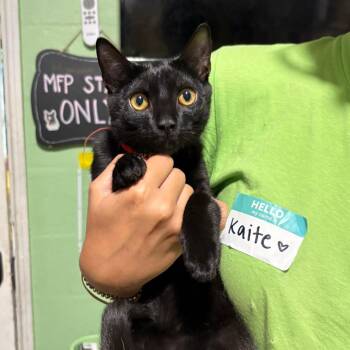 Burger -  Domestic Short Hair Cat for Adoption in Tampa, Florida - Burger | PetCurious