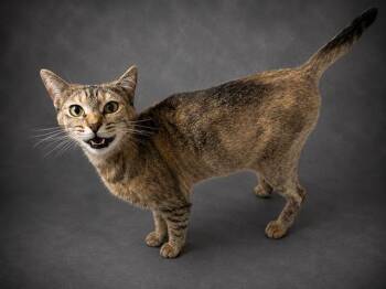 MATILDA -  Domestic Short Hair Cat for Adoption in Winter Haven, Florida - MATILDA | PetCurious