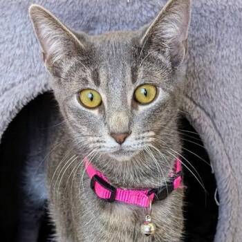 Domestic Short Hair Cats Available for Adoption - Faelyn | PetCurious