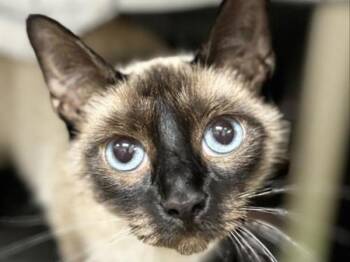 Luna -  Domestic Short Hair Cat for Adoption in Portland, Oregon - Luna | PetCurious