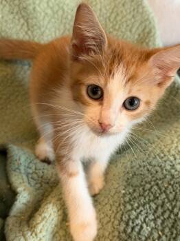 Ben -  Domestic Short Hair Cat Available for Adoption in West Palm Beach, Florida - Ben | PetCurious