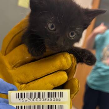 Holly -  Domestic Medium Hair Cat for Adoption in Charleston, West Virginia - Holly | PetCurious