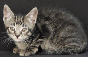Acorn -  Domestic Short Hair Cat for Adoption in Newland, North Carolina - Acorn | PetCurious