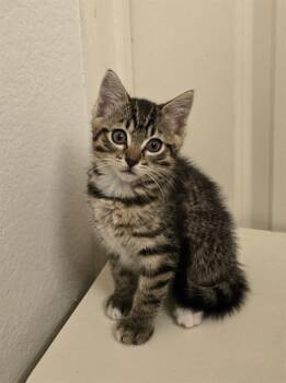 GENEVIEVE -  Domestic Short Hair Cat for Adoption in Tustin, California - GENEVIEVE | PetCurious
