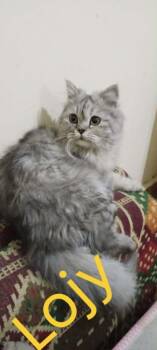 Lojy -  Persian and Turkish Angora Cat Available for Adoption in Wolcott, Connecticut - Lojy | PetCurious