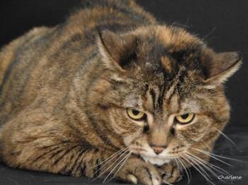 Torbie Cats Available for Adoption in Newland, North Carolina - Tigger | PetCurious