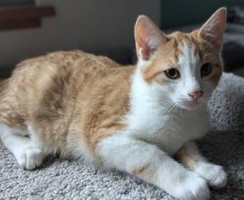 Domestic Short Hair Cats Available for Adoption - Mac | PetCurious