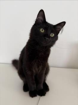 Nova -  Domestic Medium Hair Cat for Adoption in Burnaby, British Columbia - Nova | PetCurious