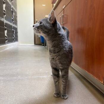 Domestic Short Hair Cats Available for Adoption - Toast | PetCurious