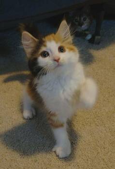 Sweetart (Lizzie3 Litter) -  Domestic Long Hair Cat for Adoption in Baltimore, Maryland - Sweetart (Lizzie3 Litter) | PetCurious