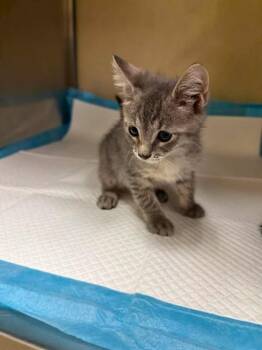 BULLWINKLE -  Domestic Short Hair Cat for Adoption in Fort Myers, Florida - BULLWINKLE | PetCurious