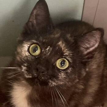 Domestic Short Hair Cats Available for Adoption in Elmwood Park, Wisconsin - Tori | PetCurious