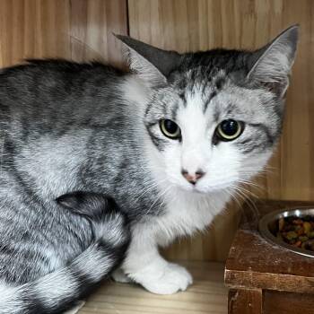 Lois -  Domestic Short Hair Cat for Adoption in Yucca Valley, California - Lois | PetCurious