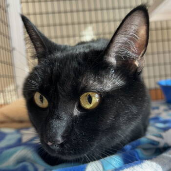 Rescue Domestic Short Hair Cats for Adoption in Burlingame, California - Frank | PetCurious