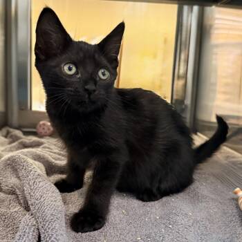 Hermes -  Domestic Short Hair Cat for Adoption in Palm Springs, California - Hermes | PetCurious