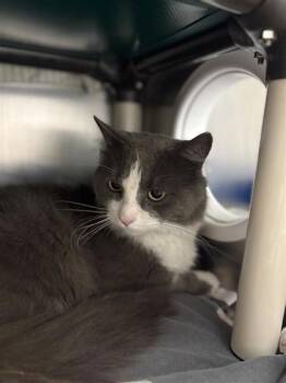 Elliot -  Domestic Medium Hair and Domestic Short Hair Cat for Adoption in Montreal, Quebec - Elliot | PetCurious