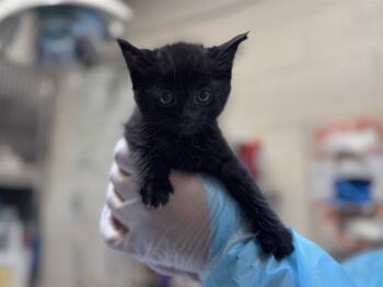 Rescue Domestic Short Hair Cats for Adoption in Raleigh, North Carolina - NOIR | PetCurious