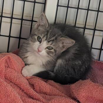 Rabbit -  Domestic Short Hair Cat for Adoption in Tylertown, Mississippi - Rabbit | PetCurious