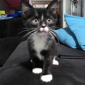 Francesca -  Domestic Short Hair Cat for Adoption in West Jefferson, Ohio - Francesca | PetCurious
