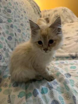 Ruthie -  Siamese Cat for Adoption in Charles City, Iowa - Ruthie | PetCurious