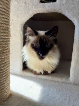 Denver (bonded with Cordelia) -  Domestic Long Hair and Siamese Cat for Adoption in Oakland, California - Denver (bonded With Cordelia) | PetCurious