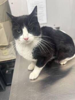 Domestic Short Hair Cats Available for Adoption in Sevierville, Tennessee - Oreo | PetCurious