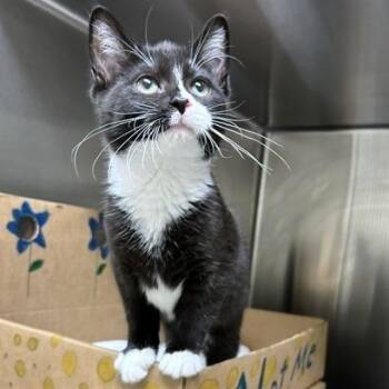 Camile -  Domestic Short Hair Cat for Adoption - Camile | PetCurious