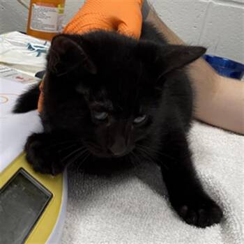 CHAT -  Domestic Short Hair Cat for Adoption in Indianapolis, Indiana - CHAT | PetCurious