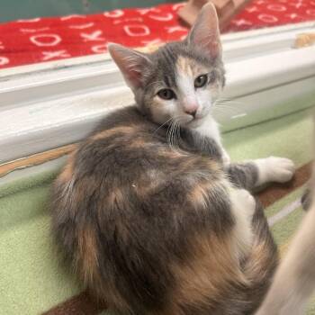 Rocky Road -  Domestic Short Hair Cat for Adoption in Fresno, California - Rocky Road | PetCurious