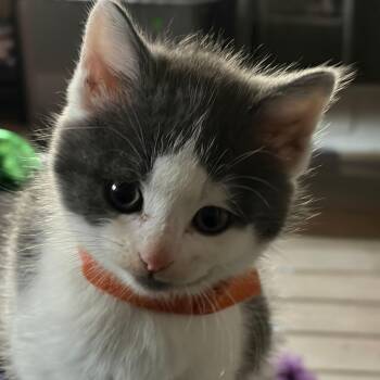 Domestic Short Hair Cats Available for Adoption - Saison | PetCurious