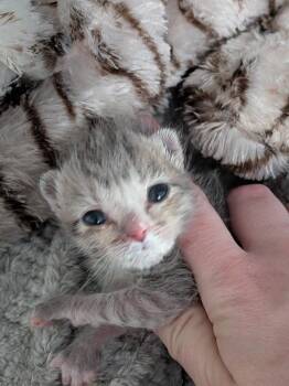 Princess Margot -  Tabby Cat for Adoption in San Antonio, Texas - Princess Margot | PetCurious