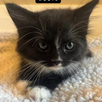 Boots -  Domestic Long Hair Cat for Adoption in St. George, Utah - Boots | PetCurious
