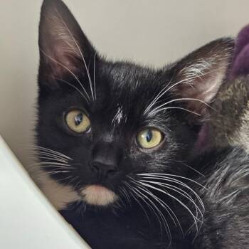 Domestic Short Hair Cats Available for Adoption in Seattle, Washington - Elsa | PetCurious