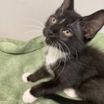 Void -  Domestic Short Hair Cat for Adoption in Janesville, Wisconsin - Void | PetCurious