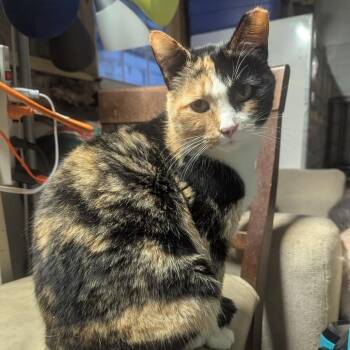 Balloon -  Domestic Short Hair Cat for Adoption in Carmel, Indiana - Balloon | PetCurious